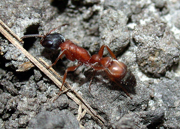 FIGURE 2e FIGURE 2e